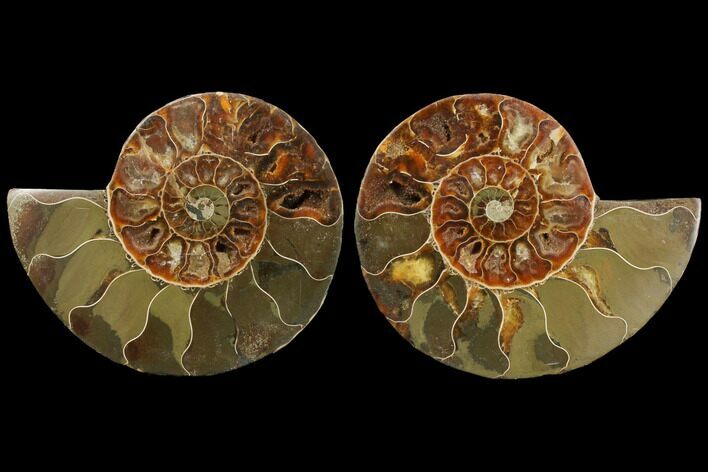 Agatized Ammonite Fossil - Madagascar #111524